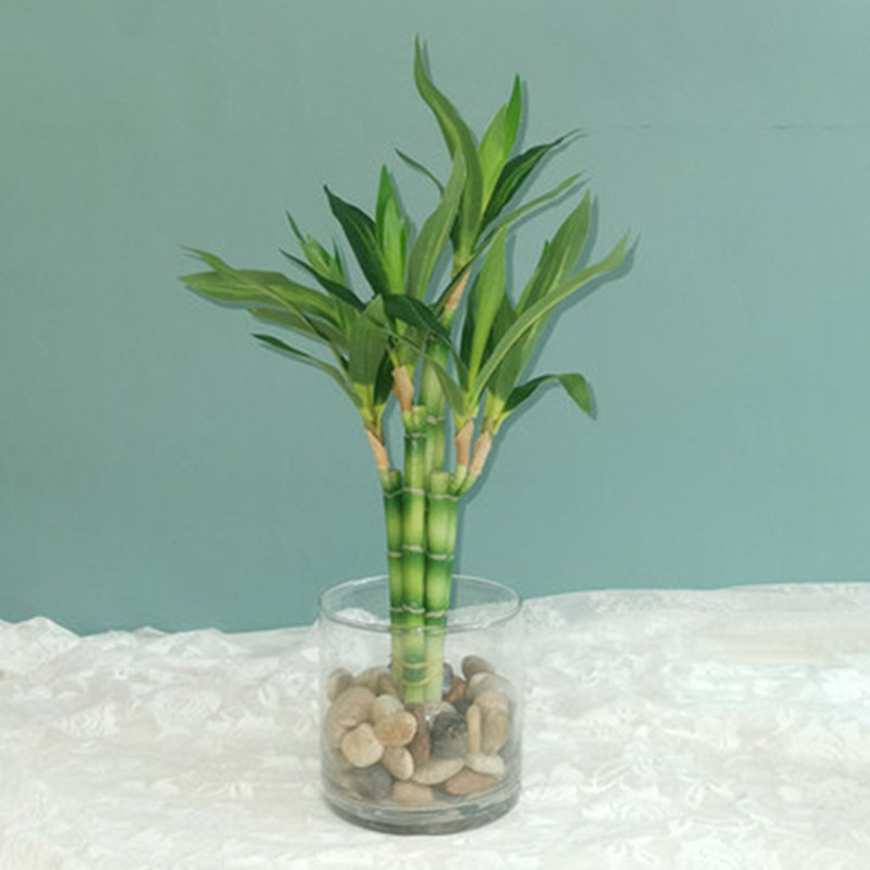 Aquarium Plant In Pot - Nuovo 40 cm rFtificial Lucky Bamboo