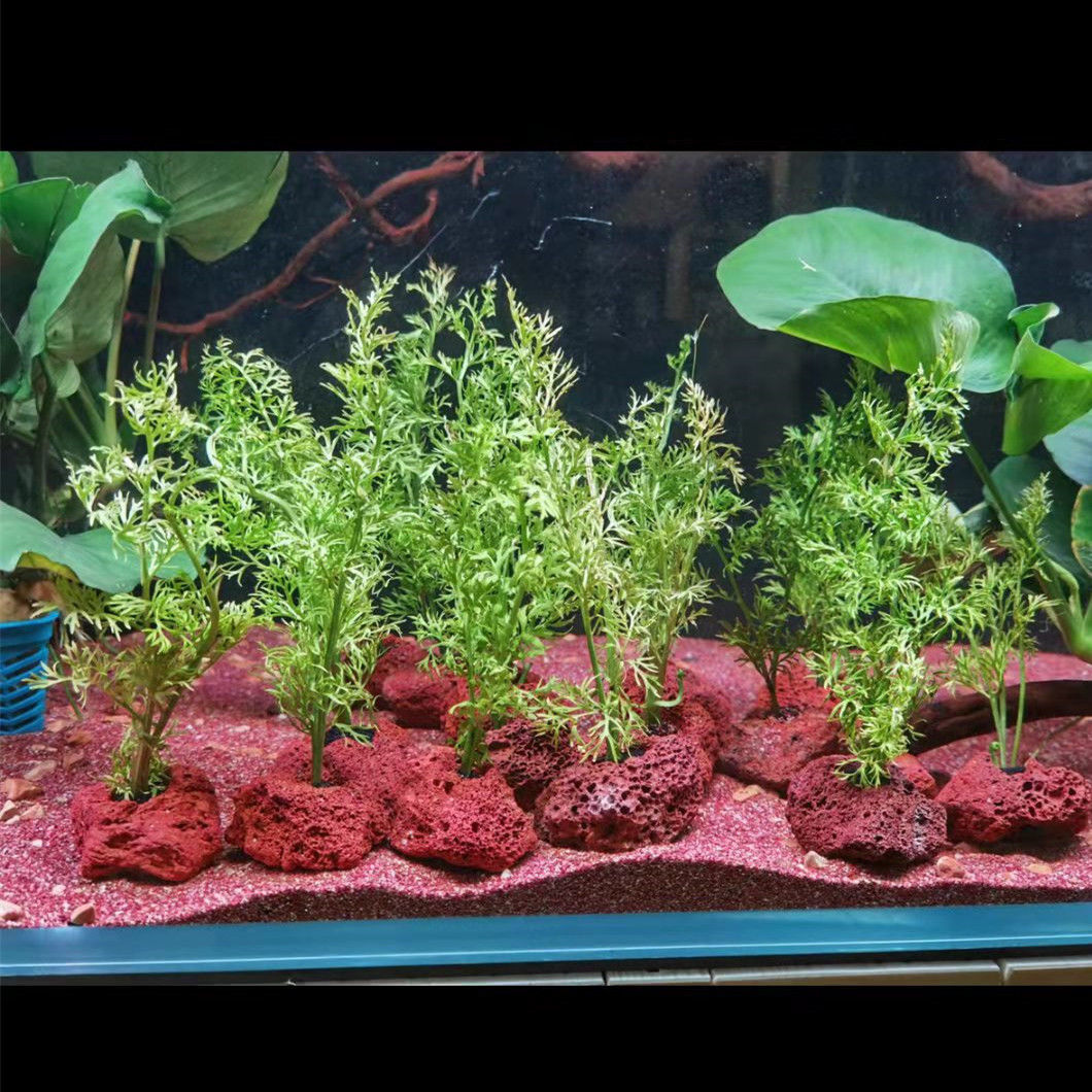 Foro aperto Roccia Pesce Gambe - Planted Aquarium With Rocks recensione e prezzo