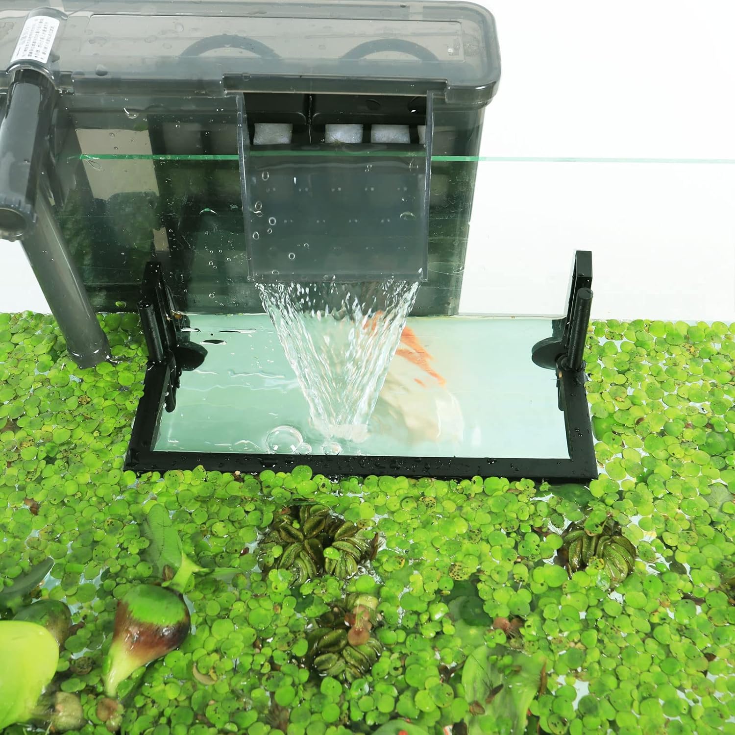 Corallo per piante galleggiant - Planted Aquarium Heater recensione e prezzo
