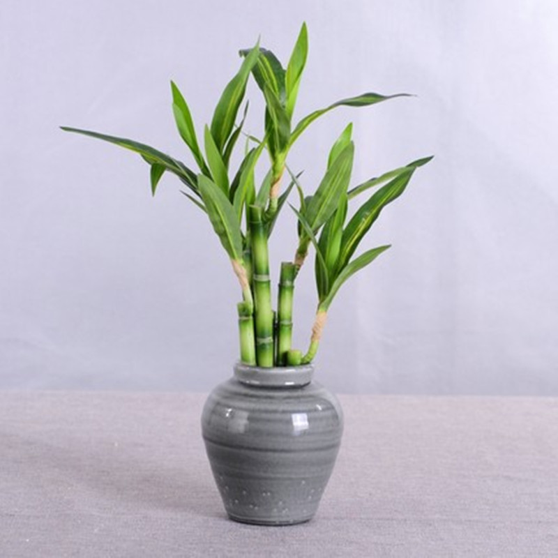 Nuovo 40 cm rFtificial Lucky B - Aquarium Plant In Pot recensione e prezzo
