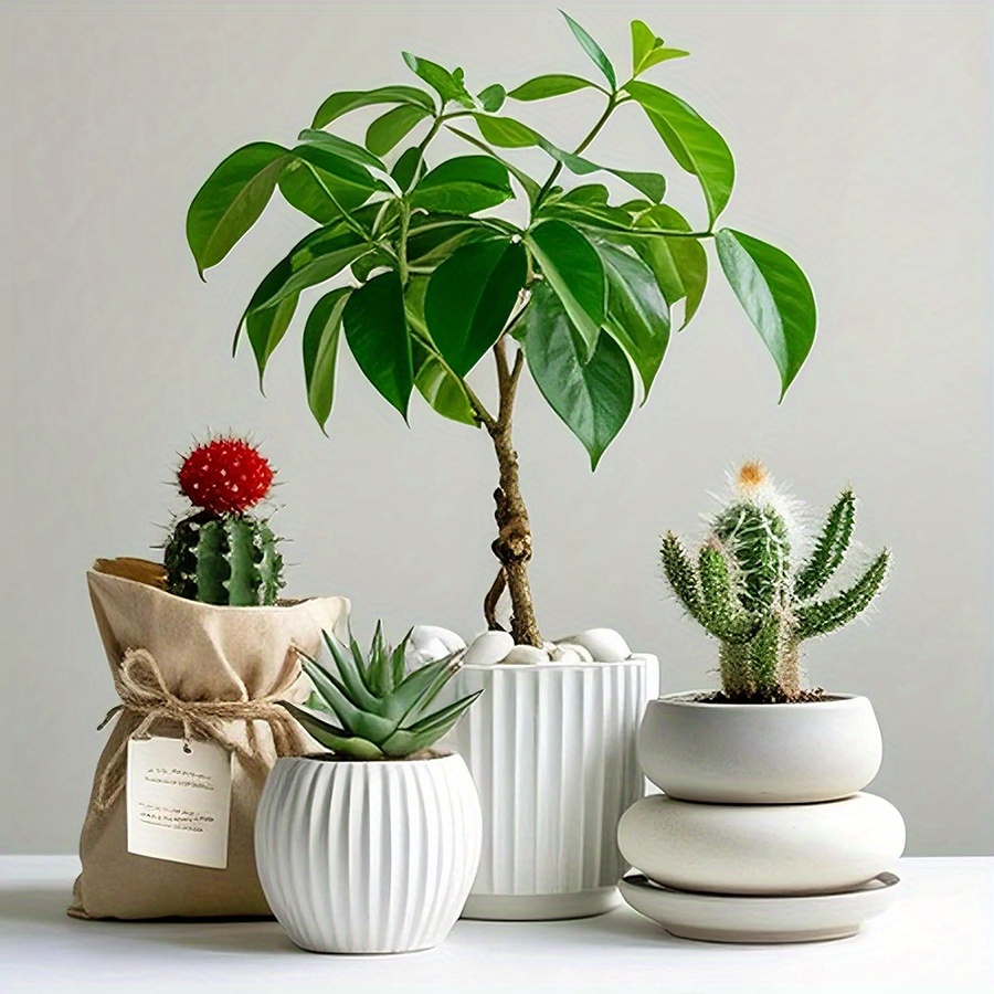 200/400g Bianco Alto Lucido Ci - Aquarium Plant In Pot recensione e prezzo