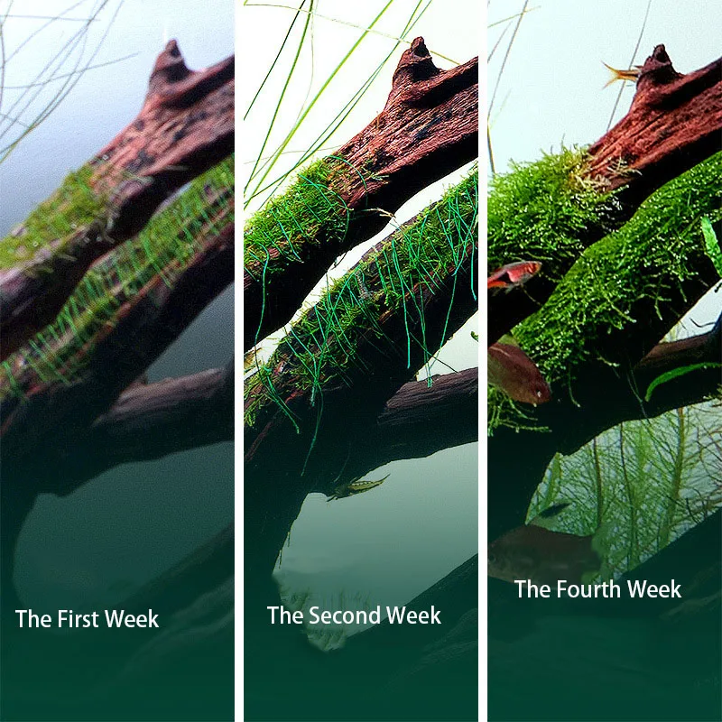 Filo di Muschio Biodegradabile - Planted Aquarium With Rocks recensione e prezzo