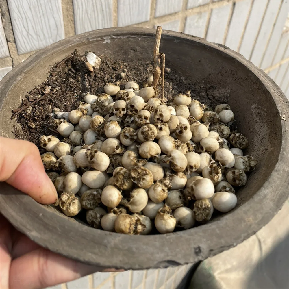Mini teschio modello in miniat - Aquarium Plant In Pot recensione e prezzo