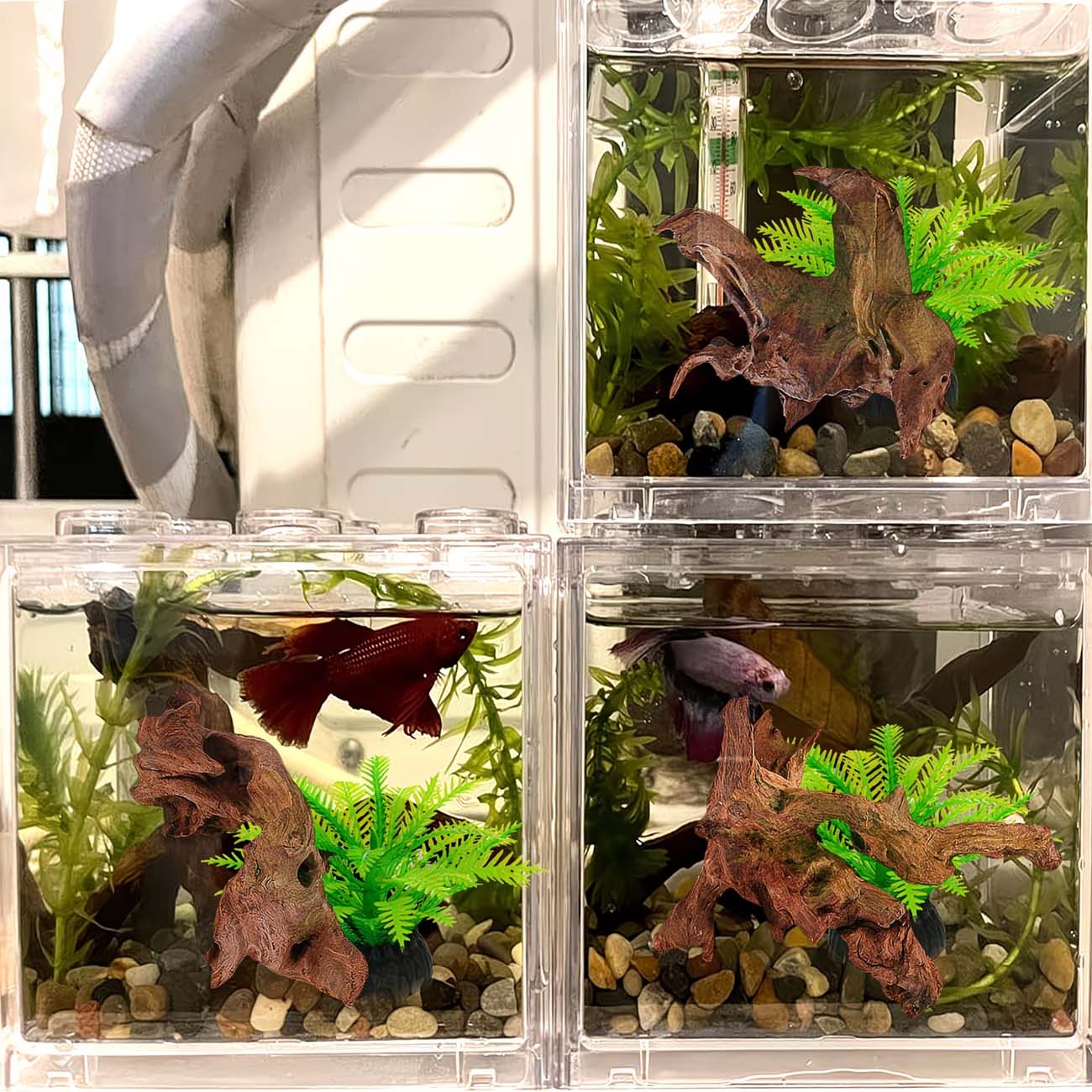 Legno Naturale Affondabile da  - Aquarium Planted Substrate recensione e prezzo