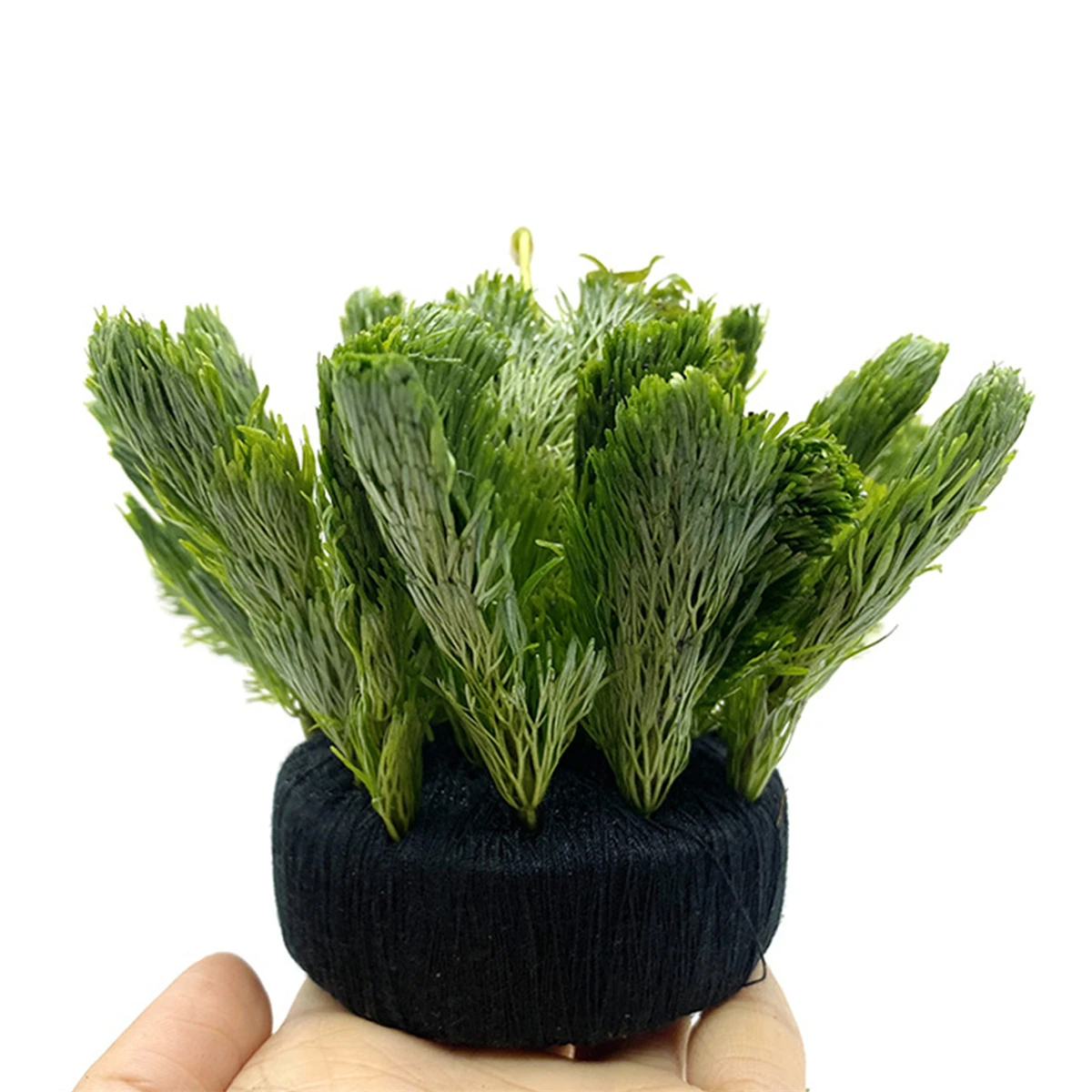 5 pezzi di acquario nero acqua - Aquarium Planted Substrate recensione e prezzo